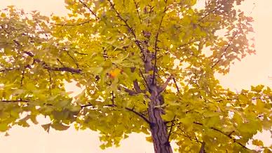 4k实拍秋日银杏树叶特写入秋秋天景色视频的预览图
